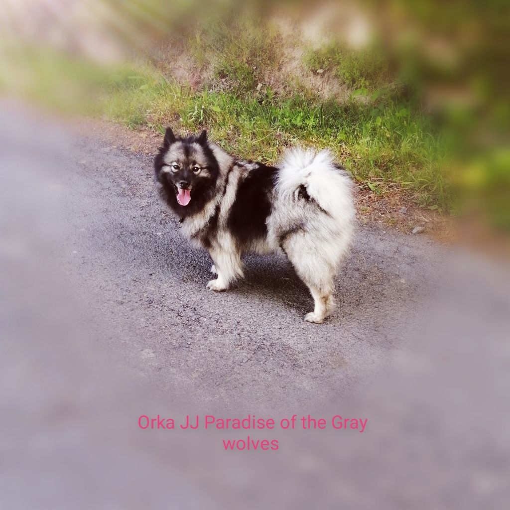 Orka jj Paradise Of The Gray Wolves