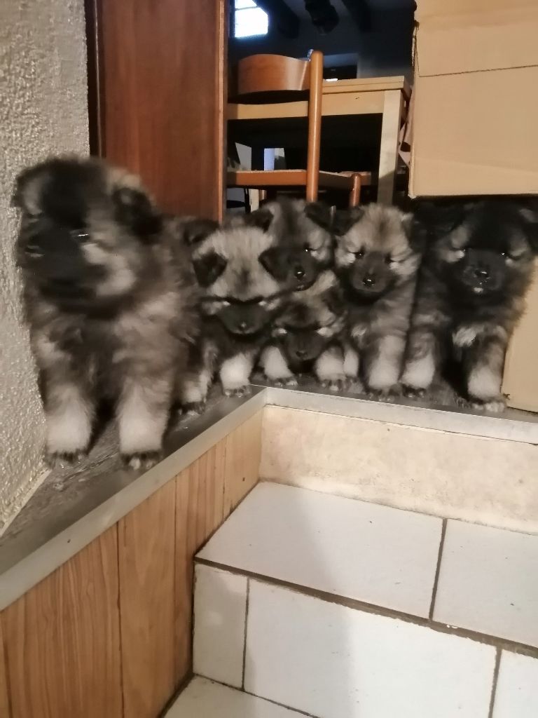 Chiot Spitz allemand Du Brachyote Des Marais